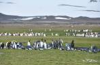 Salisbury Plain, na Geórgia do Sul, a 2a maior colônia de pinguins rei do mundo!